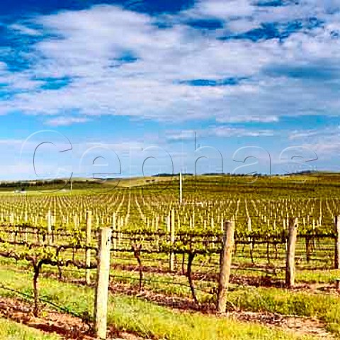 Vineyard of Cellarmaster Wines Mount Benson   South Australia  Mount Benson