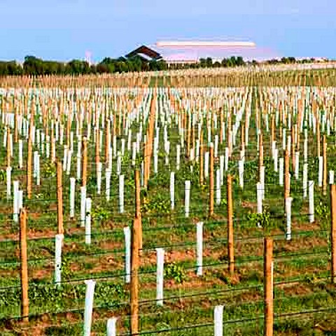 New vineyard and winery of Kreglinger Wines   Mount Benson South Australia  Mount Benson