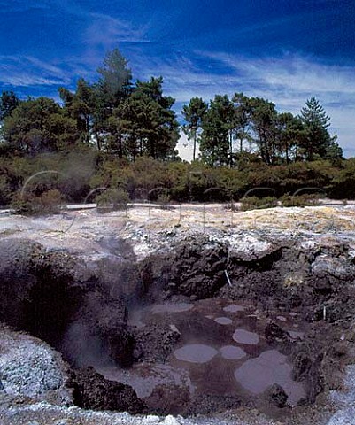 The Devils Inkpots WaiOTapu Thermal Reserve   North Island of New Zealand