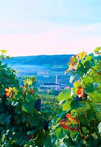 Arcenant church viewed through Pinot Noir vines   Cte dOr France     Hautes Ctes de Nuits