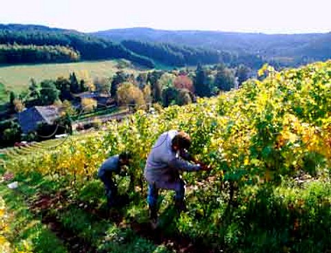 Harvesting of Riesling grapes in the   Karthuserhofberg vineyard above Eitelsbach Ruwer   Germany   Mosel
