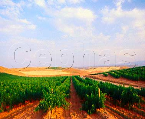 Vineyards near Mendavia La Rioja Spain     Rioja   Baja