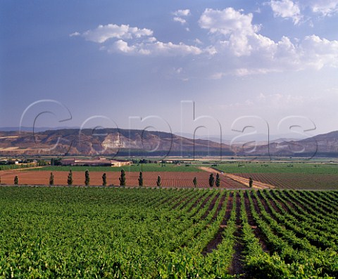 Vineyards of Bodegas Barn de Ley Mendavia   La Rioja Spain   Rioja Baja