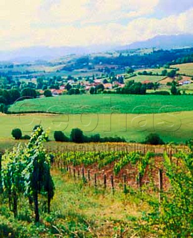 Vineyards overlooking Iroulguy   PyrnesAtlantiques France   Iroulguy