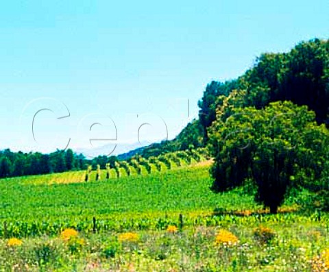 Vineyard at Saou near Lasseube    PyrnesAtlantiques France    Juranon