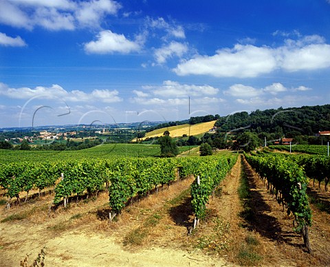 Vineyard at Madiran HautesPyrnes France   Madiran