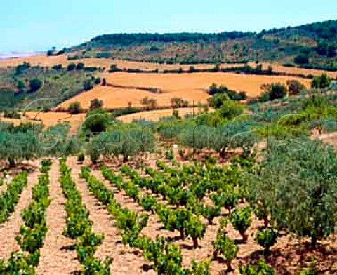 Vineyard near Discatillo Navarra Spain          Navarra
