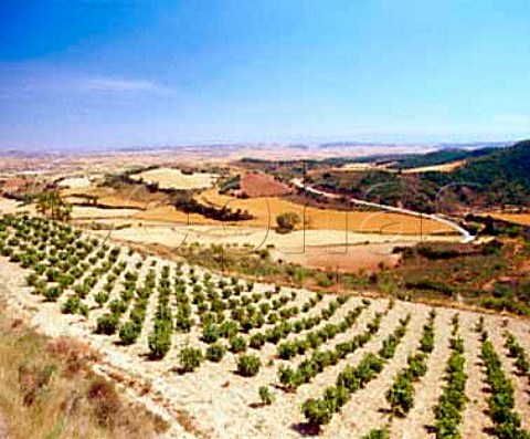 Vineyard near Discatillo Navarra Spain   Navarra
