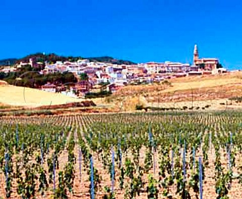 Vineyard below the village of Discatillo Navarra   Spain  Navarra