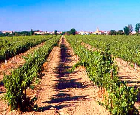 Murchante and its Iglesa de Nuestra Seora de la Asuncin viewed over vineyard  Navarra Spain    Navarra
