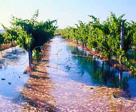 Irrigation of vineyard near Murchante Navarra  Spain        Navarra