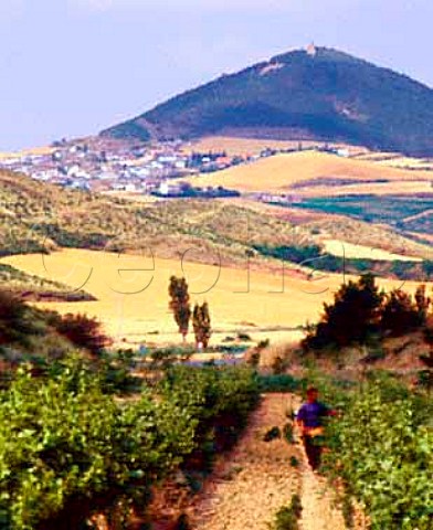 Tying up vines in a vineyard near Ucar   Navarra Spain   Navarra