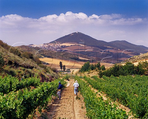 Tying up vines in a vineyard near Ucar   Navarra Spain   Navarra