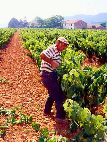 Removing excess shoots from vines   Recajo La Rioja Spain     Rioja Baja