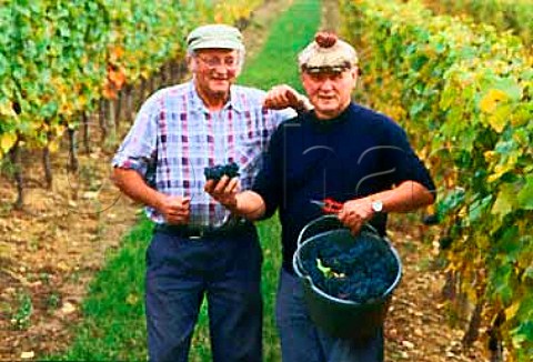 Pickers with Pinot Noir grapes in   Croix Haute vineyard Arcenant   Cte dOr France    Hautes Ctes de Nuits