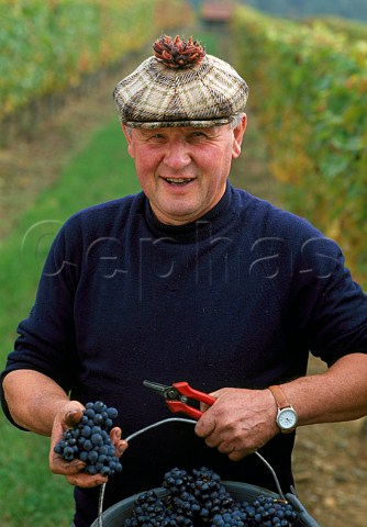 Picker with Pinot Noir grapes in   CroixHaute vineyard Arcenant   Cte dOr France    Hautes Ctes de Nuits