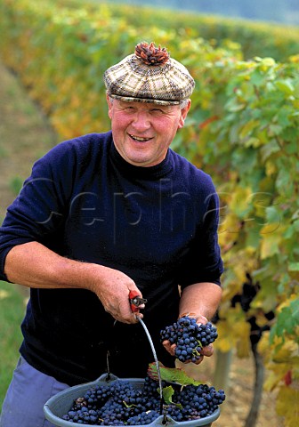 Picker with Pinot Noir grapes in   Croix Haute vineyard Arcenant   Cte dOr France    Hautes Ctes de Nuits
