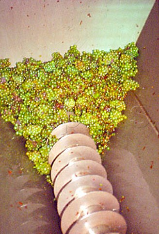 Chardonnay grapes in the receiving   hopper at the La Sablire winery of   Louis Jadot Beaune Cte dOr France