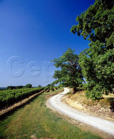 Road through the vineyards at Cutxan   Gers France  Ctes de Gascogne  Armagnac