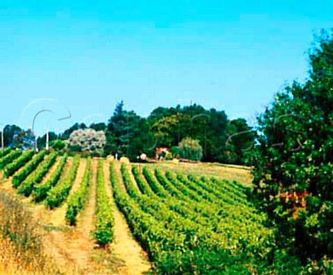 Vineyard at CapPelat Gers France   Ctes de Gascogne  Armagnac