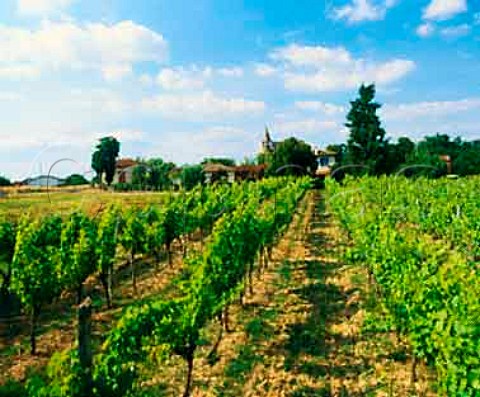 Vineyard at Urgosse Gers France   Ctes de Gascogne  Armagnac