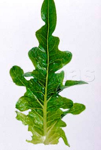 Green Oak lettuce