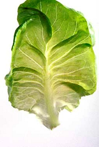 Butterhead lettuce leaf