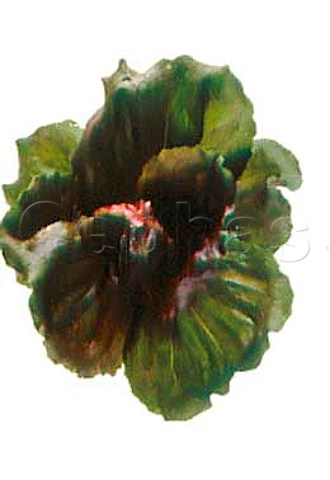 Radicchio lettuce