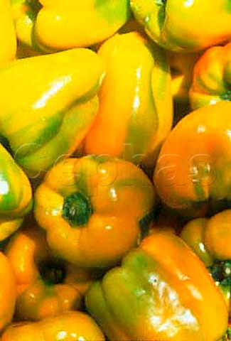Unripe yellow bell peppers