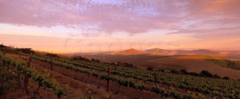 Groote Post Vineyards in the Darling Hills    Darling South Africa