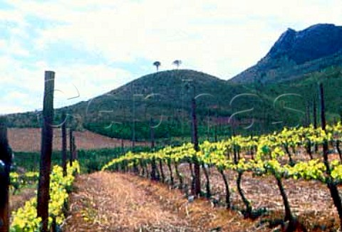 Vineyard on the Oude Nektar Estate of   Neil Ellis Wines Stellenbosch   South Africa