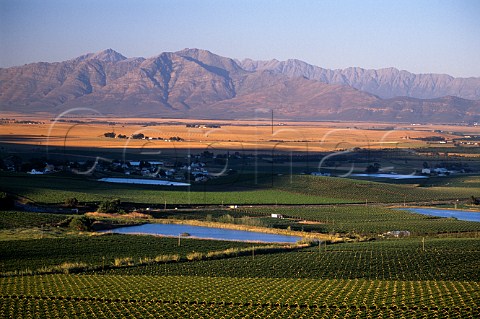 Vineyards at RiebeekKasteel   South Africa   Swartland