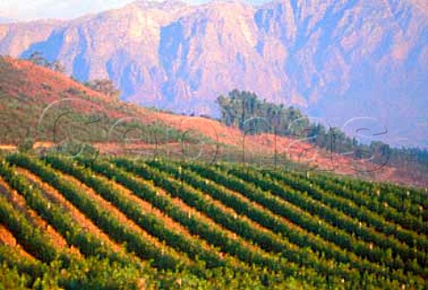 Thelema Mountain Vineyards   Stellenbosch South Africa