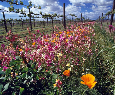 Organic vineyard of Kingsley Estate in the Gimblett   Road district near Hastings Hawkes Bay New Zealand