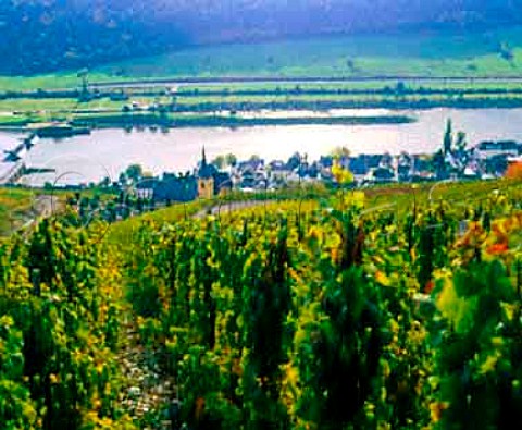 Schlossberg vineyard above Zeltingen and the   Mosel River Germany          Mosel