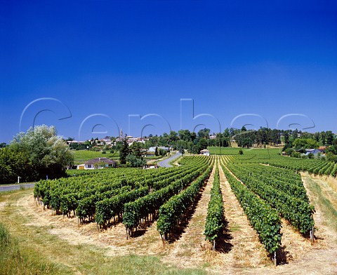 Vineyard at Lussac Gironde France    LussacStmilion  Bordeaux