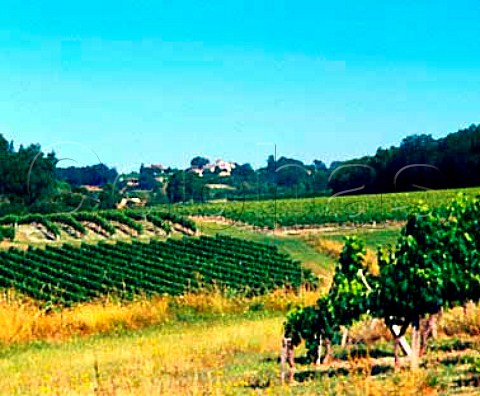 Vineyard near Gardegan Gironde France   Ctes de Castillon