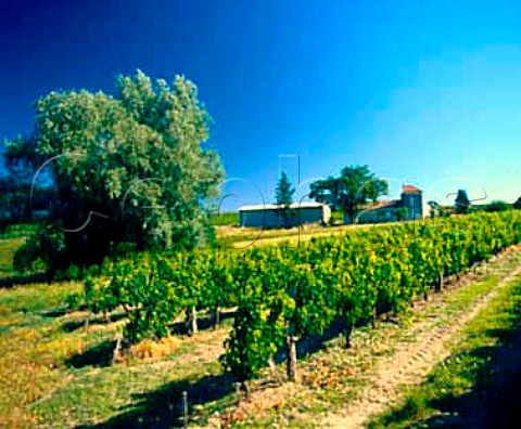 Vineyard at Mattetournier   near CastillonlaBataille Gironde France       Ctes de Castillon