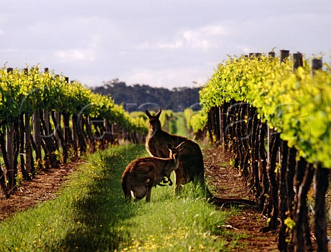 Kangaroos in vineyard Padthaway   South Australia