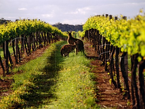 Kangaroos in vineyard Padthaway   South Australia