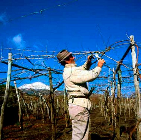 Pruning and tying up vines in vineyard of   Mastroberardino on the southern slopes of   Mount Vesuvius Its snowcap can be seen beyond       Camapnia Italy     Lacryma Christi del Vesuvio