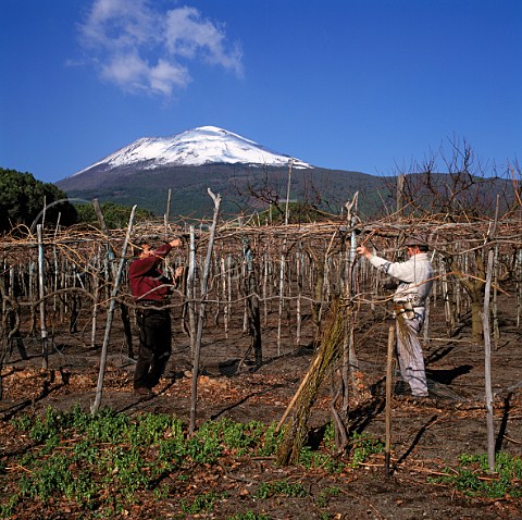 Pruning and tying up vines in vineyard of   Mastroberardino on the southern slopes of   Mount Vesuvius 1279m    Camapnia Italy  Lacryma Christi del Vesuvio