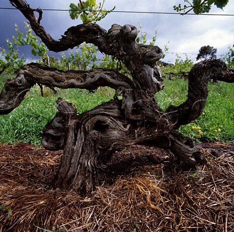 140year old Shiraz vine in the Hill of Grace   vineyard of Henschke Gnadenberg   near Keyneton South Australia  Eden Valley