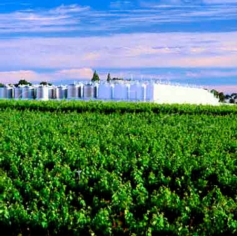 Berri Estate winery and vineyard of BRL Hardy   Berri South Australia   Riverland