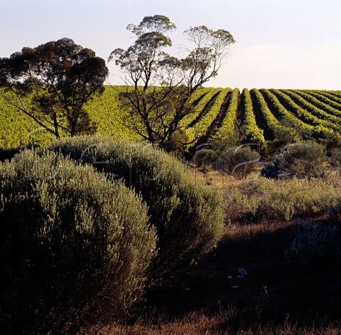 Vineyard of BRL Hardys Banrock Station   KingstononMurray South Australia            Riverland