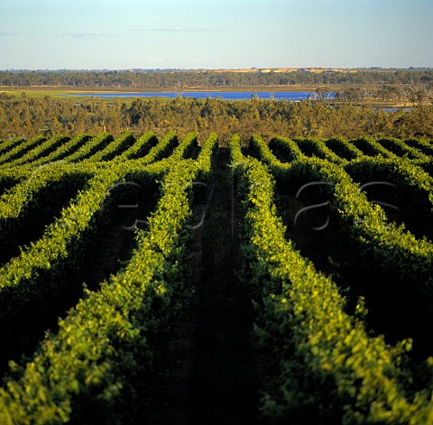 Vineyard of BRL Hardys Banrock Station   KingstononMurray South Australia            Riverland