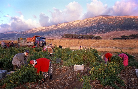 Harvesting in vineyard of Chateau Musar   at Aana in the Bekaa Valley Lebanon
