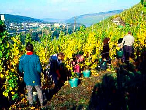 Harvesting ripe bunches of Riesling grapes and   leaving the remainder on the vine for eiswein in the   Bratenhfchen vineyard of SelbachOster   Bernkastel Germany       Mosel