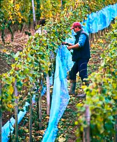 Covering Riesling vines with netting to protect   grapes that are destined for eiswein in the Abtsberg   vineyard of Maximin Grnhaus   Mertesdorf Ruwer Germany    Mosel