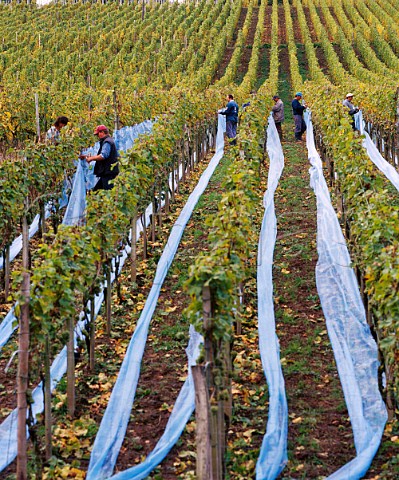 Covering Riesling vines with netting to protect   grapes that are destined for eiswein in the Abtsberg   vineyard of Maximin Grnhaus   Mertesdorf Ruwer Germany    Mosel